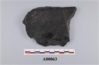 藏品(植物化石)的圖片